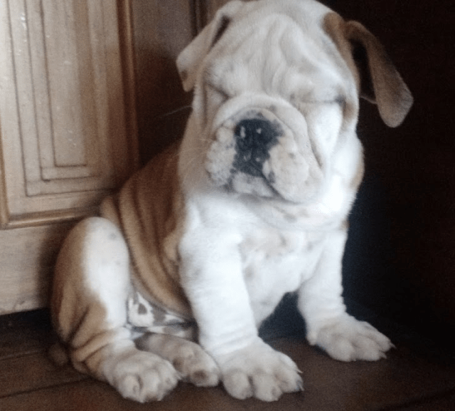 Screen Shot 2015-11-25 at 10.27.10 AM.png